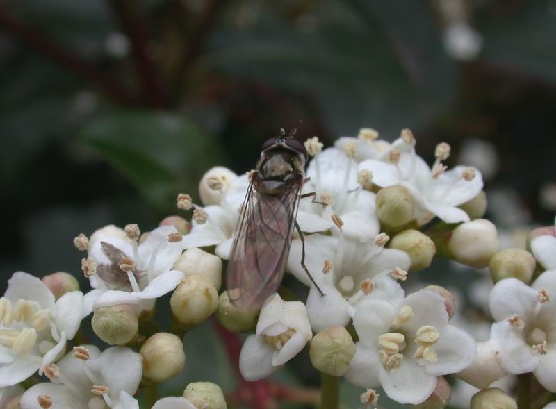 Syrphidae